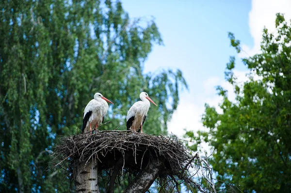 Två vita storkar — Stockfoto