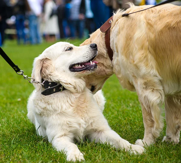 Divertidos perros juguetones —  Fotos de Stock