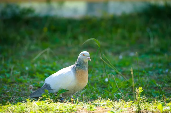 Bonito pombo curioso — Fotografia de Stock