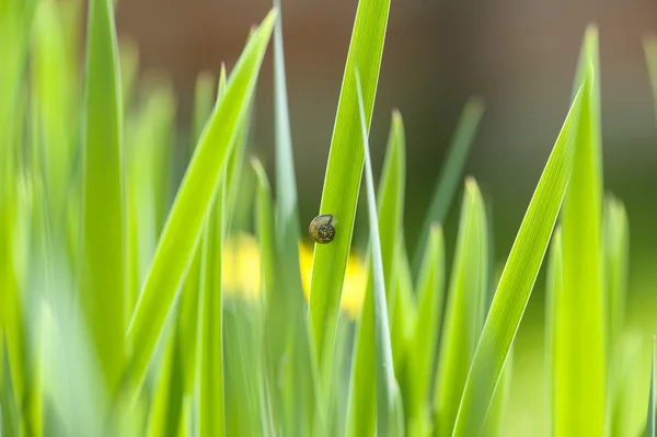 Groene grasachtergrond — Stockfoto