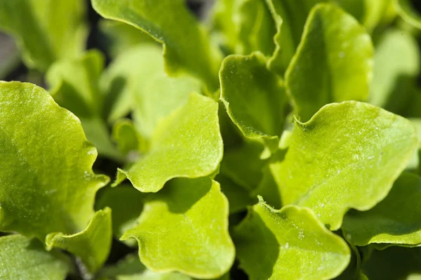 Salada verde em um jardim — Fotografia de Stock