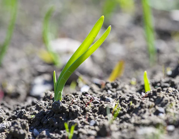 Plantation d'oignons dans le potager — Photo