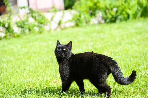 Gato preto na grama verde — Fotografia de Stock