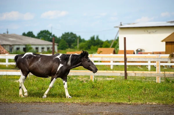 Retrato de cavalo engraçado — Fotografia de Stock