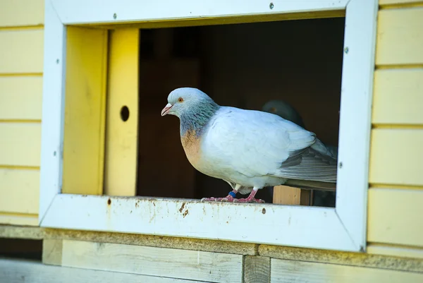 Güzel meraklı güvercin — Stok fotoğraf