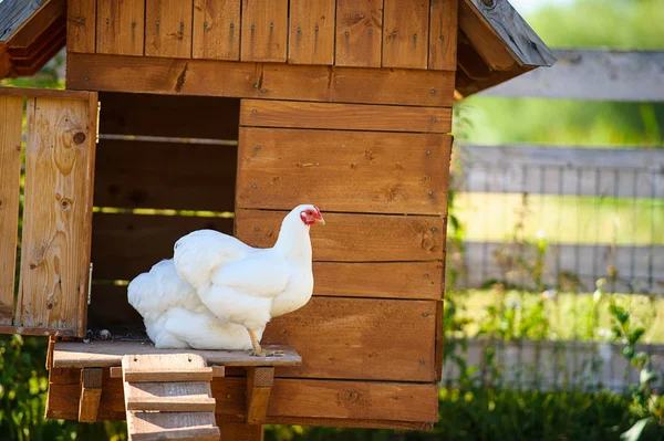 Young chicken bird — Stock Photo, Image