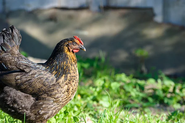 若い鶏鳥 — ストック写真
