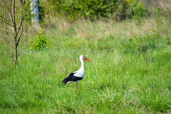 Storch im Lebensraum — Stockfoto