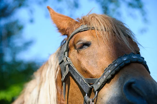 Portret van grappige paard — Stockfoto