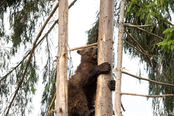 Carino cucciolo d'orso — Foto Stock