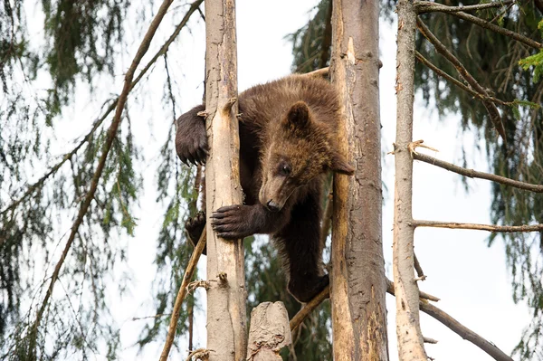 Cute Bear Cub — Stock Photo, Image