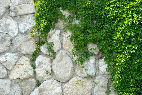 Efeu auf Ziegelmauer klettern. — Stockfoto