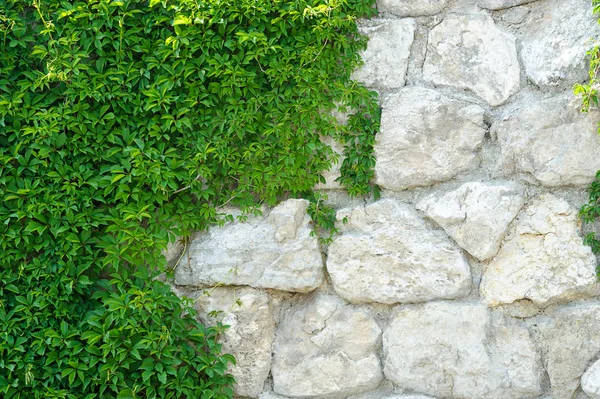 Efeu auf Ziegelmauer klettern. — Stockfoto