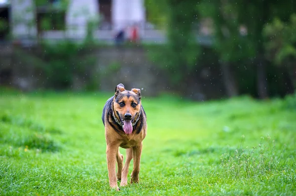 Cute funny pes — Stock fotografie