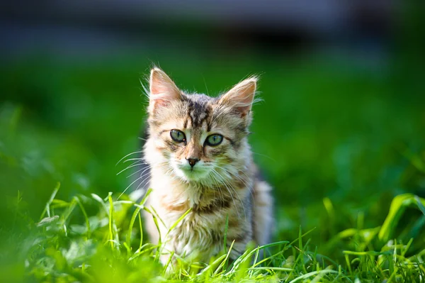 Çok güzel komik yavru kedi