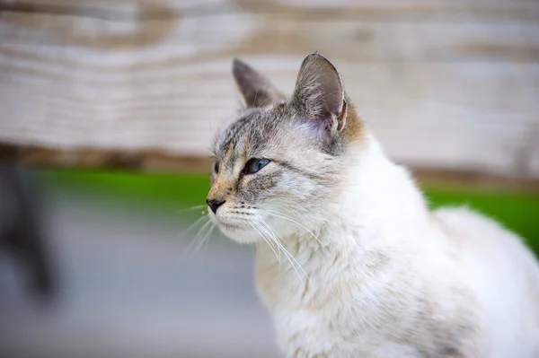 Gato adorable divertido — Foto de Stock