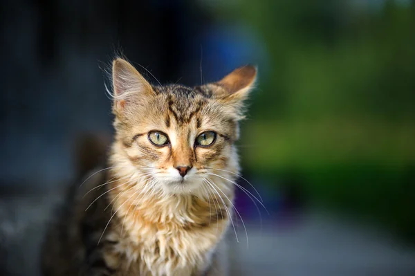 Funny adorable cat — Stock Photo, Image