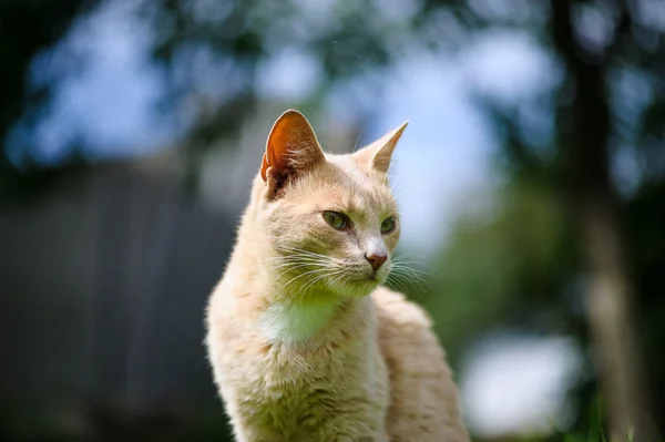 Lustige entzückende Katze — Stockfoto