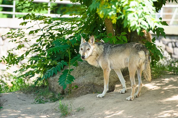 Gray wild Wolf Stock Image