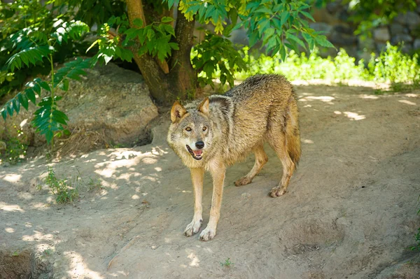 Gray wild Wolf Stock Photo