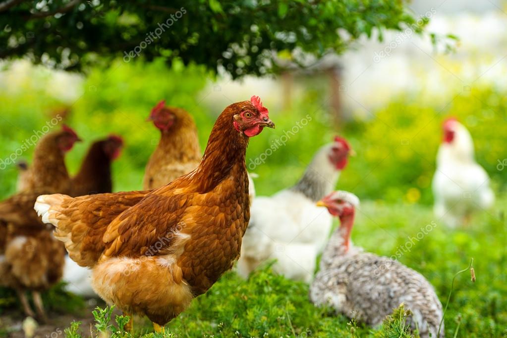 Chicken — Stock Photo © yuliazl18 52996041