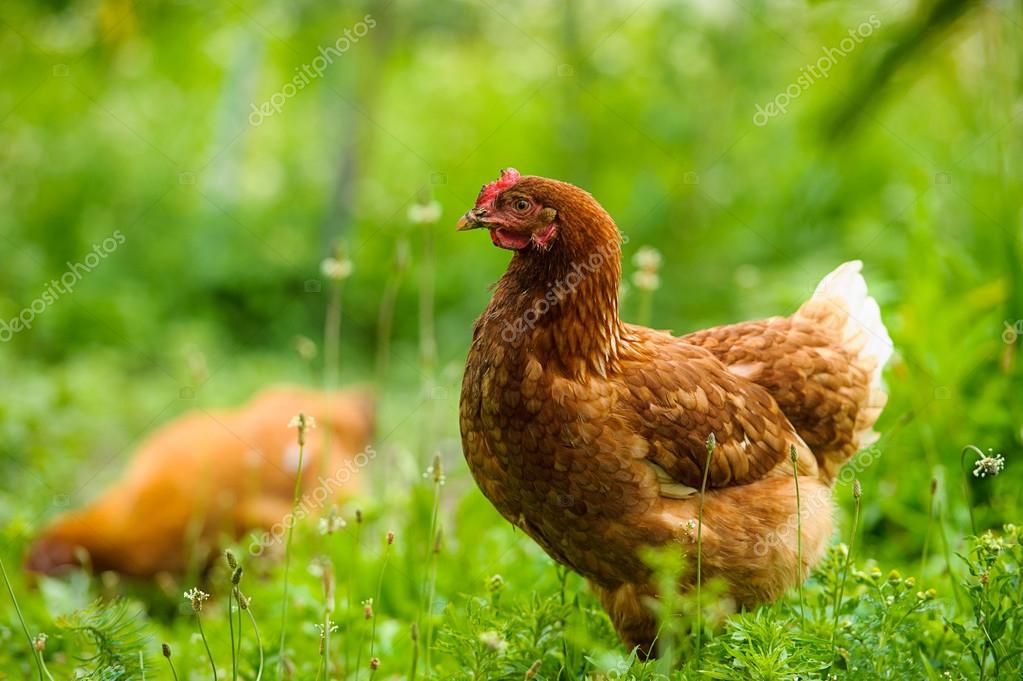 Chicken — Stock Photo © yuliazl18 52996079