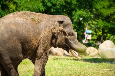 Toz ile sıçramasına fil