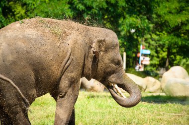 Toz ile sıçramasına fil