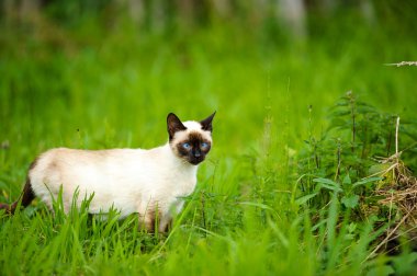 Komik çok güzel kedi