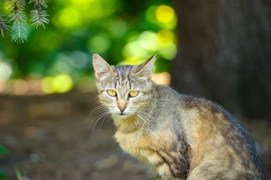 Komik çok güzel kedi