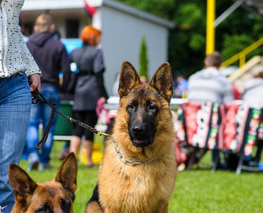Çayır üzerinde komik köpek