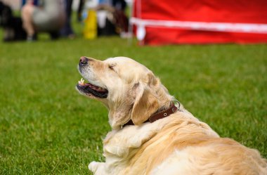 Çayır üzerinde komik köpek