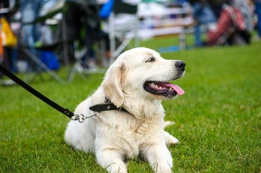 Çayır üzerinde komik köpek