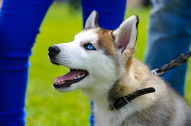 Şirin Sibirya köpeği.