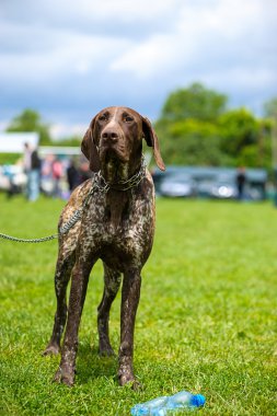 Çayır üzerinde komik köpek