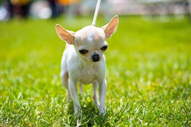 Çayır üzerinde komik köpek