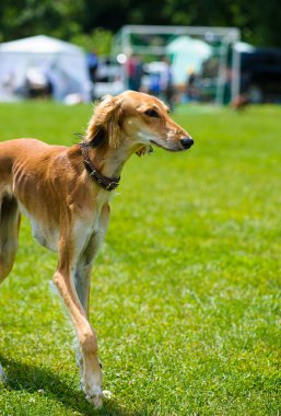 Çayır üzerinde komik köpek