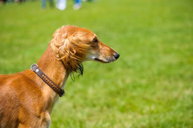 Çayır üzerinde komik köpek