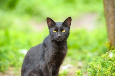 Yeşil çimenlerin üzerinde kara kedi