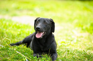 Çayır üzerinde komik köpek