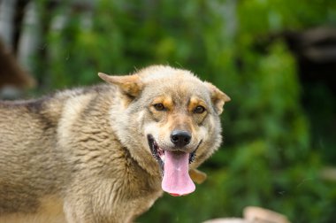 Çok güzel komik köpek