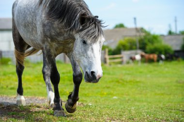 Güzel at çiftliğinde.
