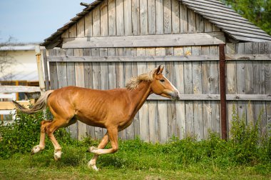 Güzel at çiftliğinde