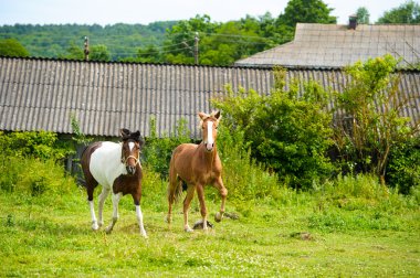 Çayırda atlar çalıştıran.