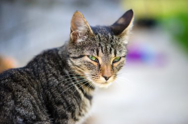 Komik çok güzel kedi