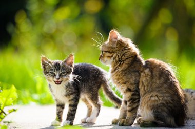 Komik kedi ve yavru kedi