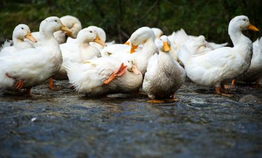 Su üzerinde beyaz ördek
