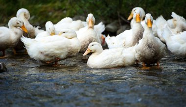 Su üzerinde beyaz ördek