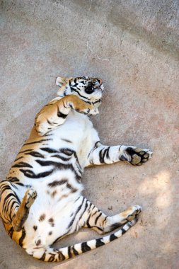 güzel amur kaplanı