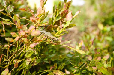 Yapraklarda oturan kertenkele